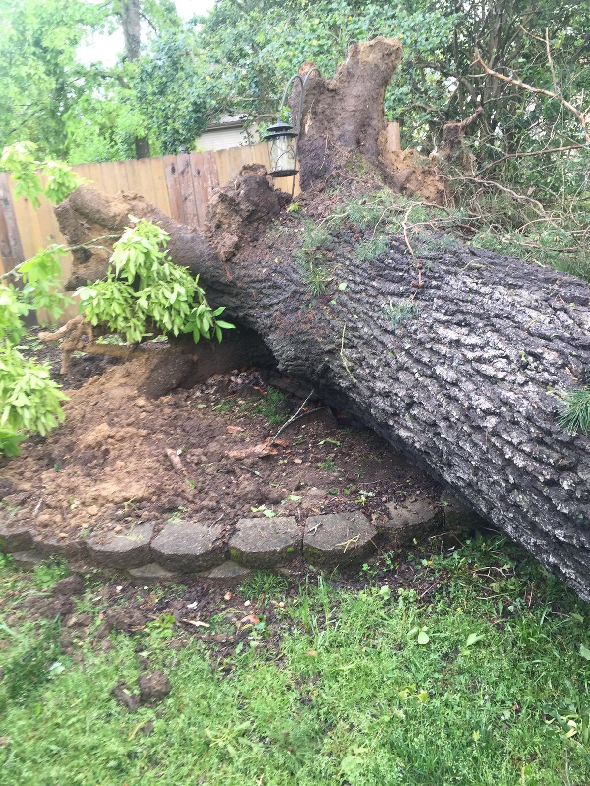 Storm damage — large oak fallen against a fence