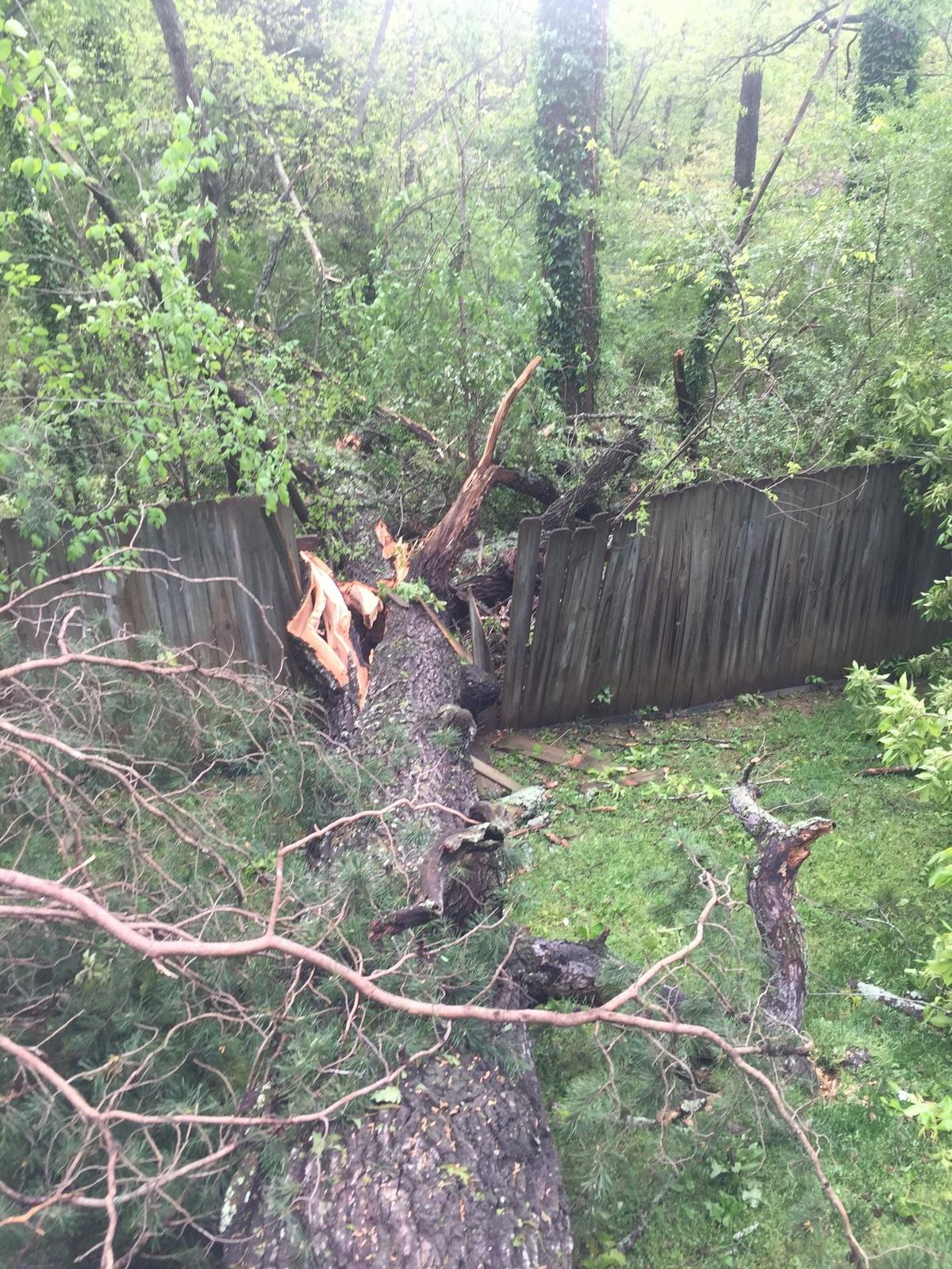 Tree fallen across a wooden fence after a storm