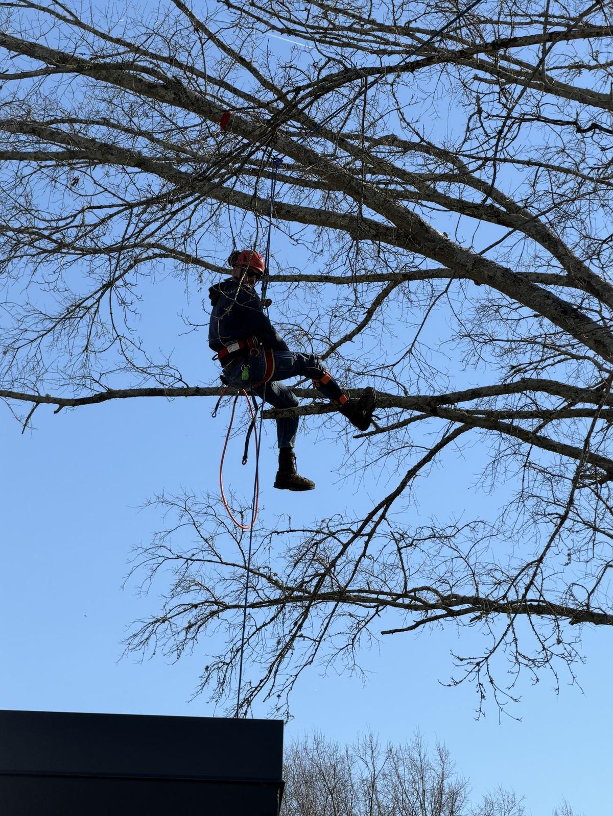 Galliano arborist suspended high in the canopy