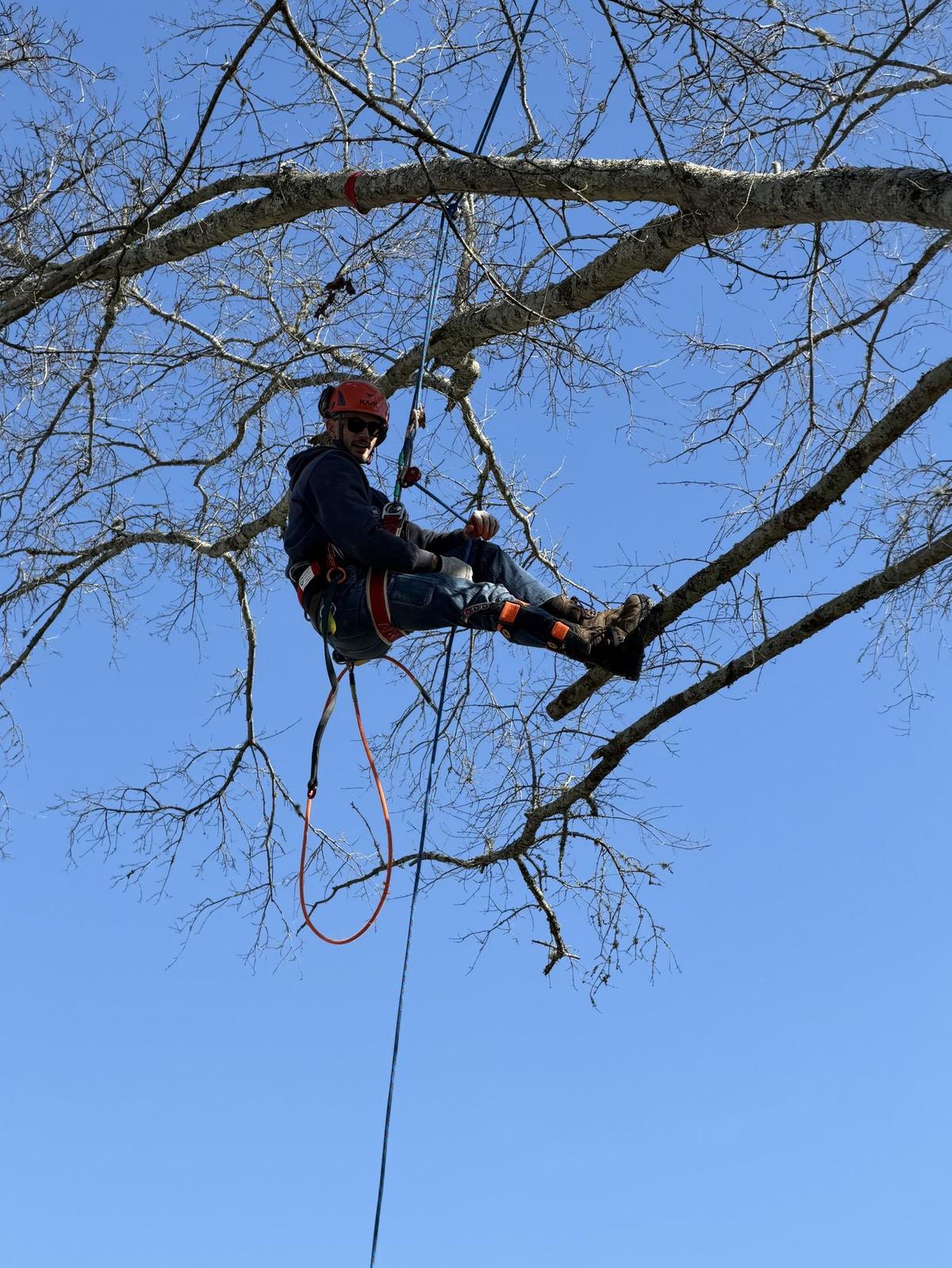 Galliano arborist working with rigging in a tree