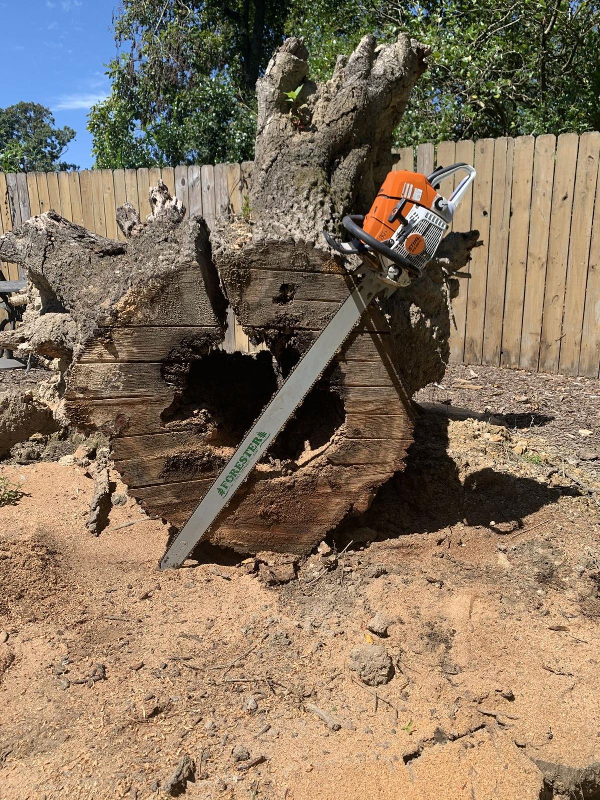 Tree removal with chainsaw mid-cut