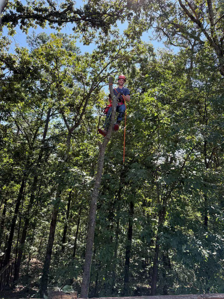 Galliano arborist ascending a tall hardwood