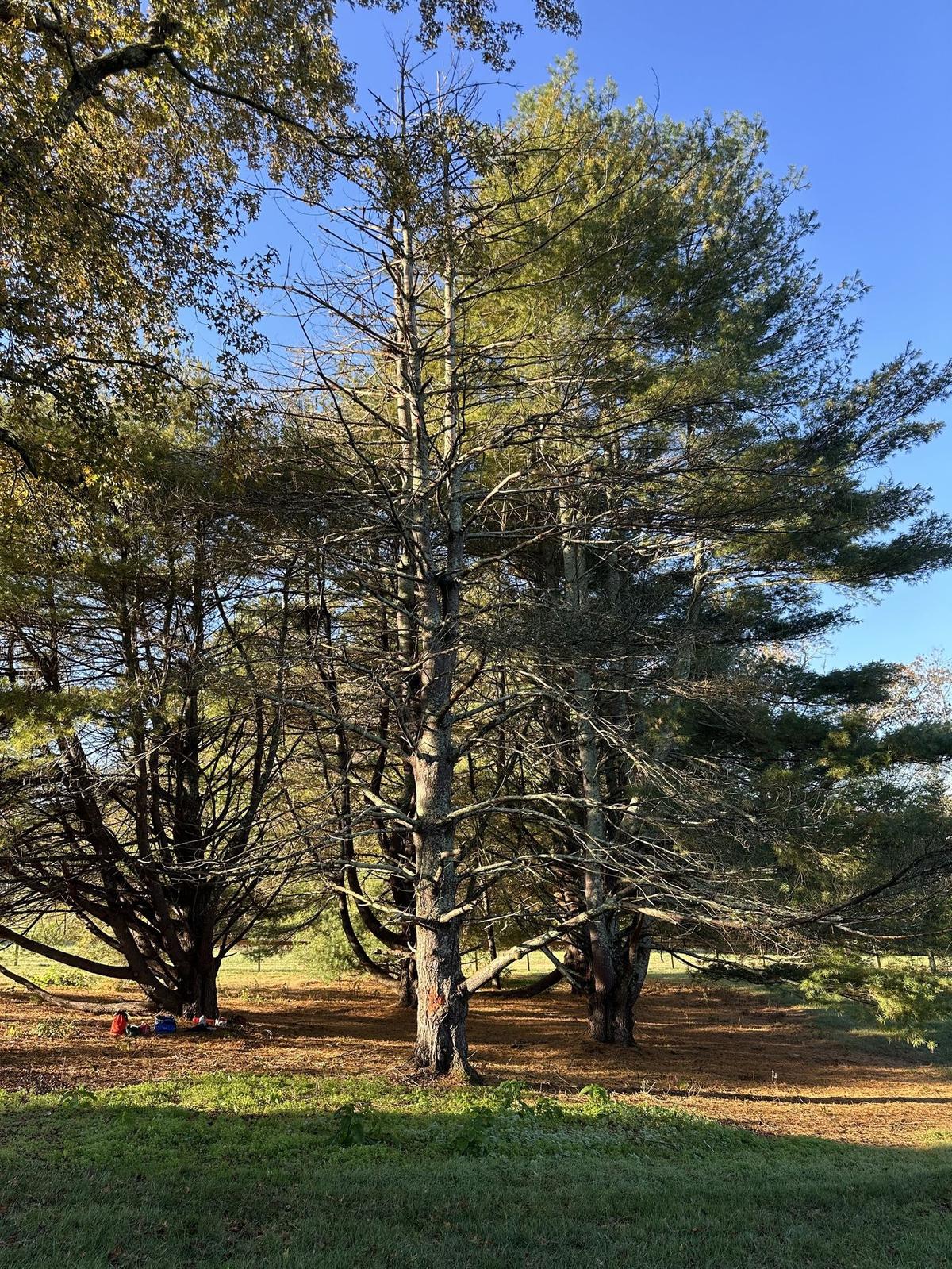 Tall established pines on a North Georgia property