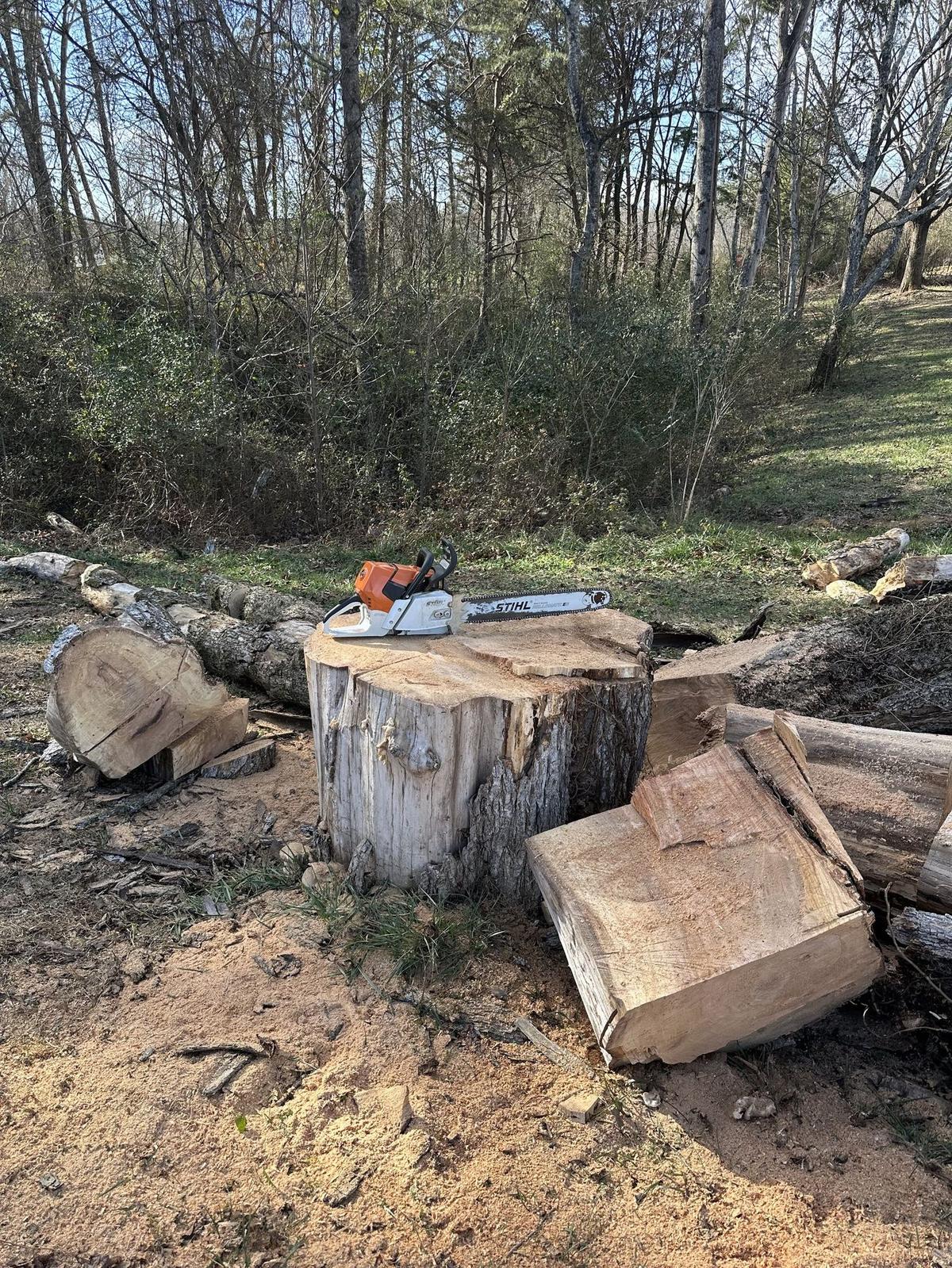 Large tree cut into sections with chainsaw on site