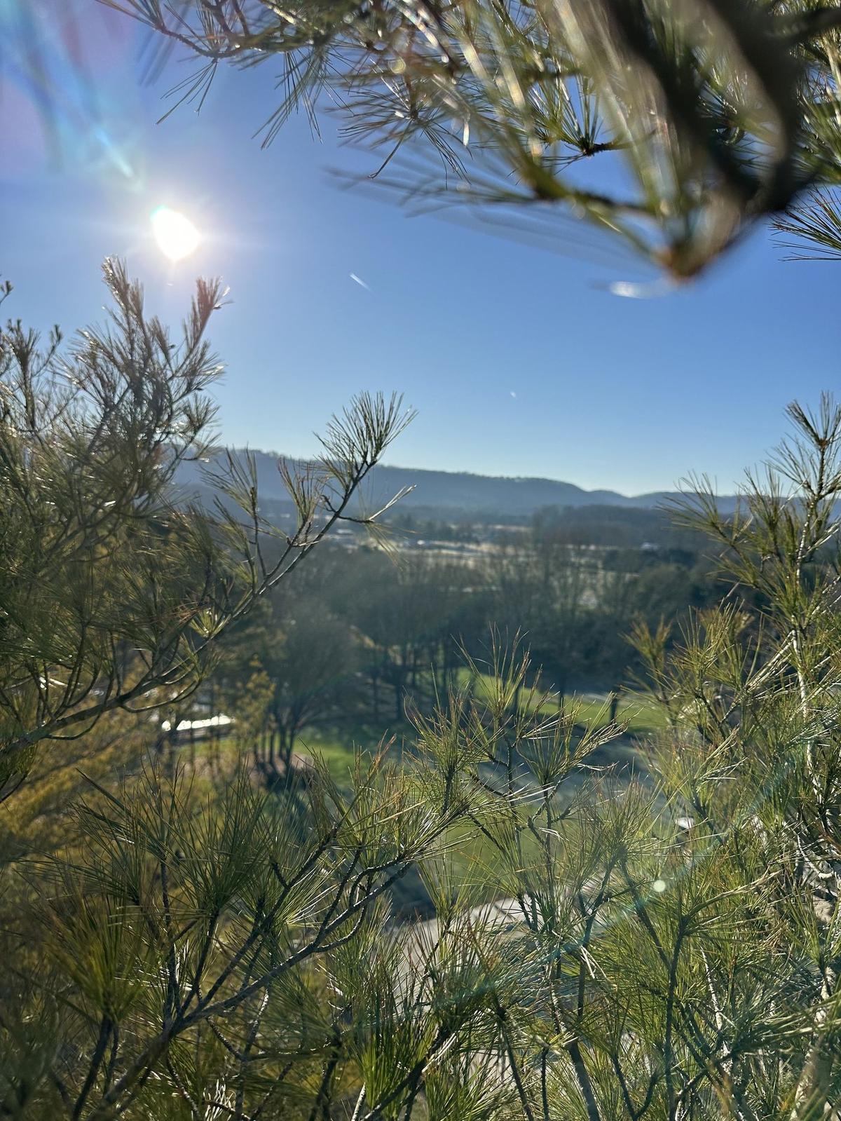 North Georgia mountain landscape through pines