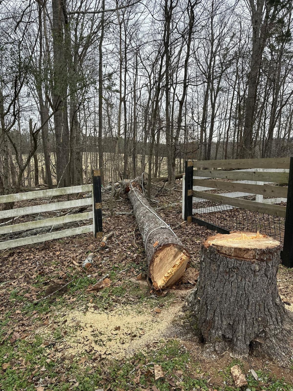 Cleanly removed tree — stump and trunk laid out