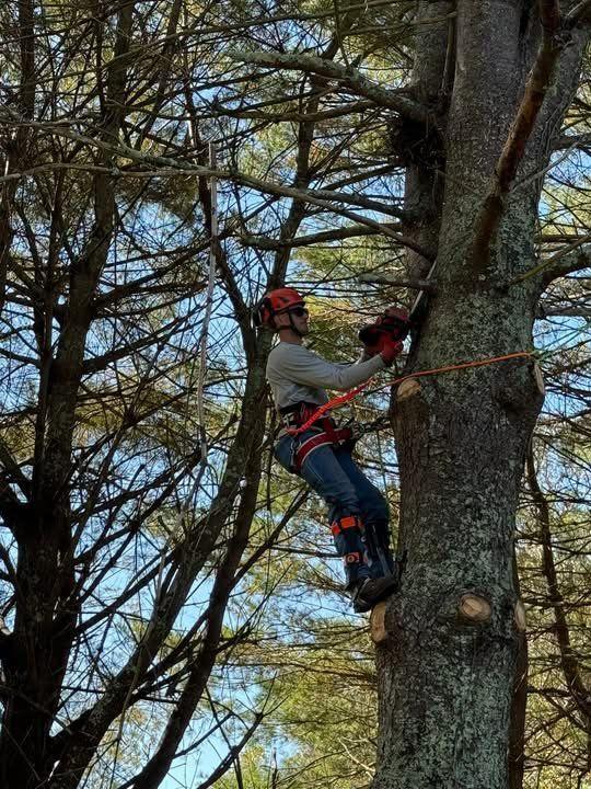 Galliano climber pruning a pine with chainsaw