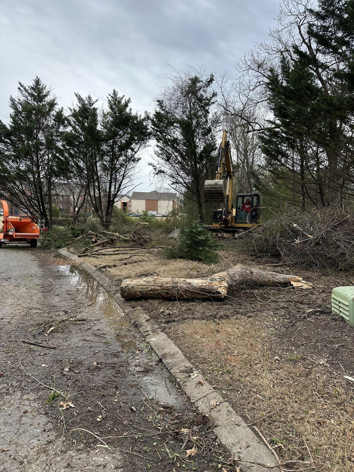 Galliano arborist rigging a large oak on a Signal Mountain property