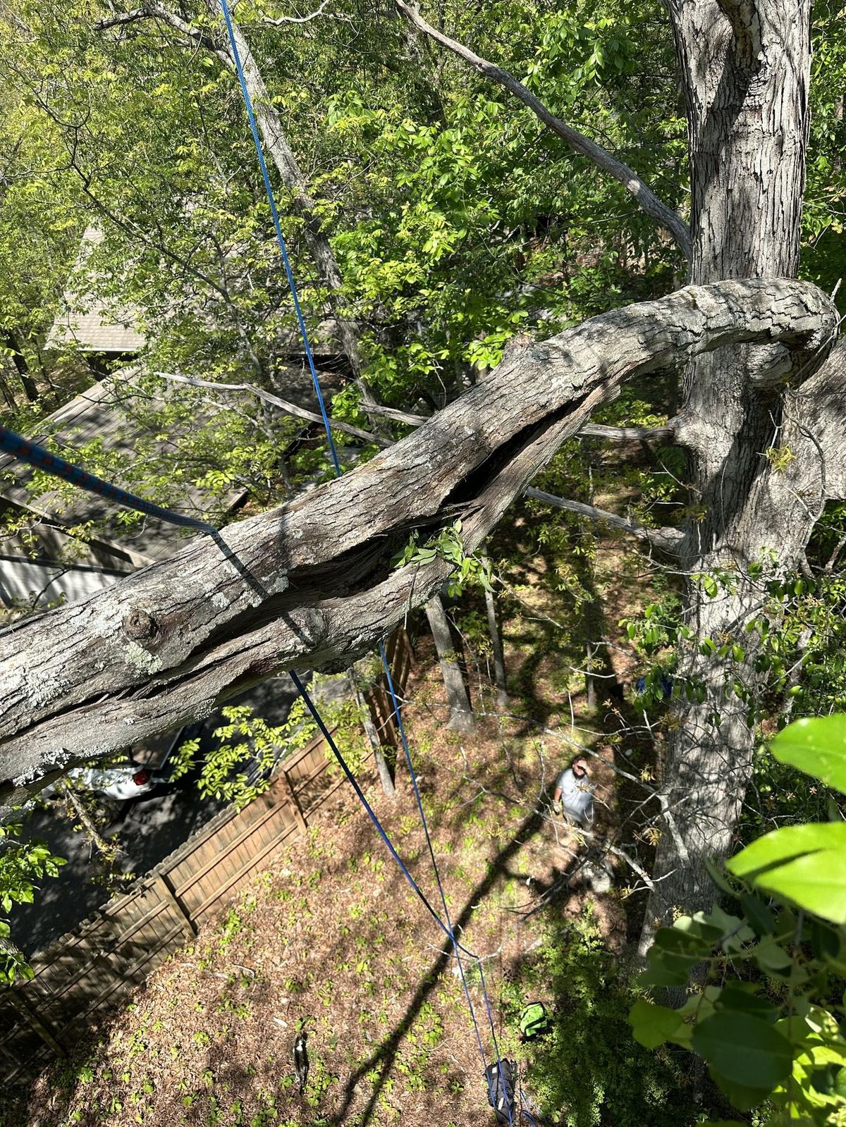Overhead view of tree trimming with climbing ropes