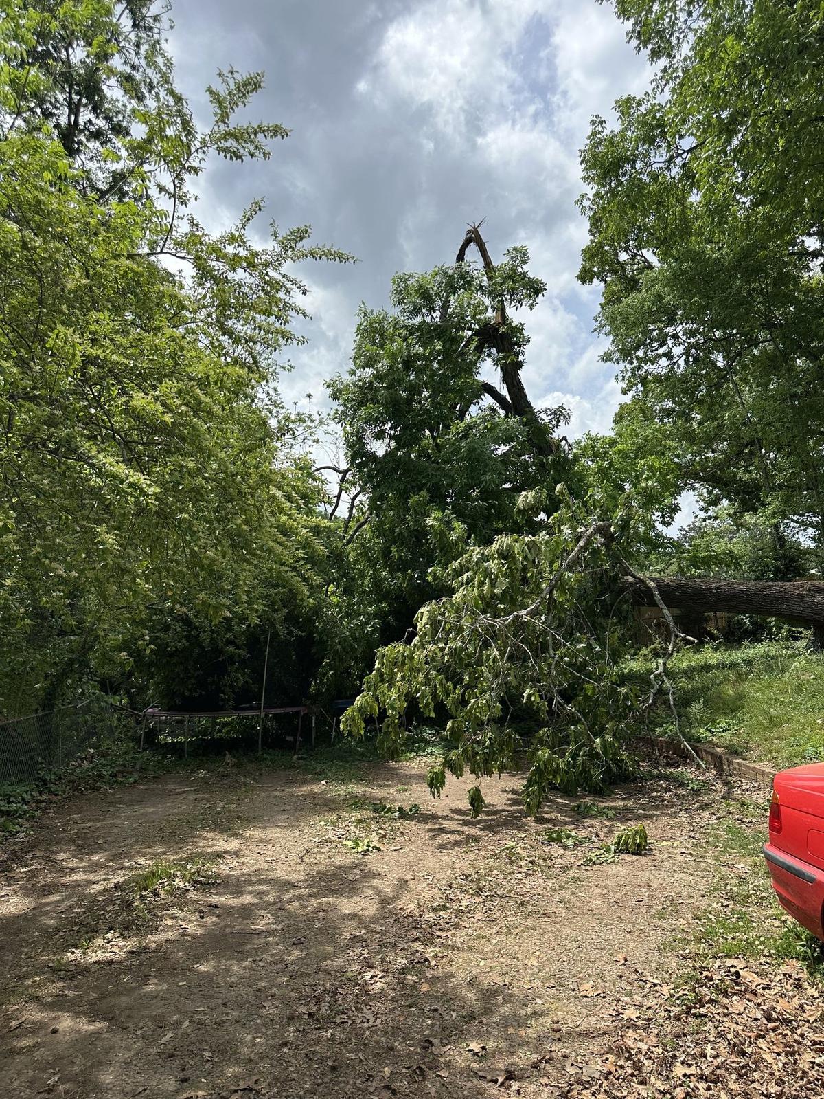 Storm-damaged tree with snapped, hanging branches