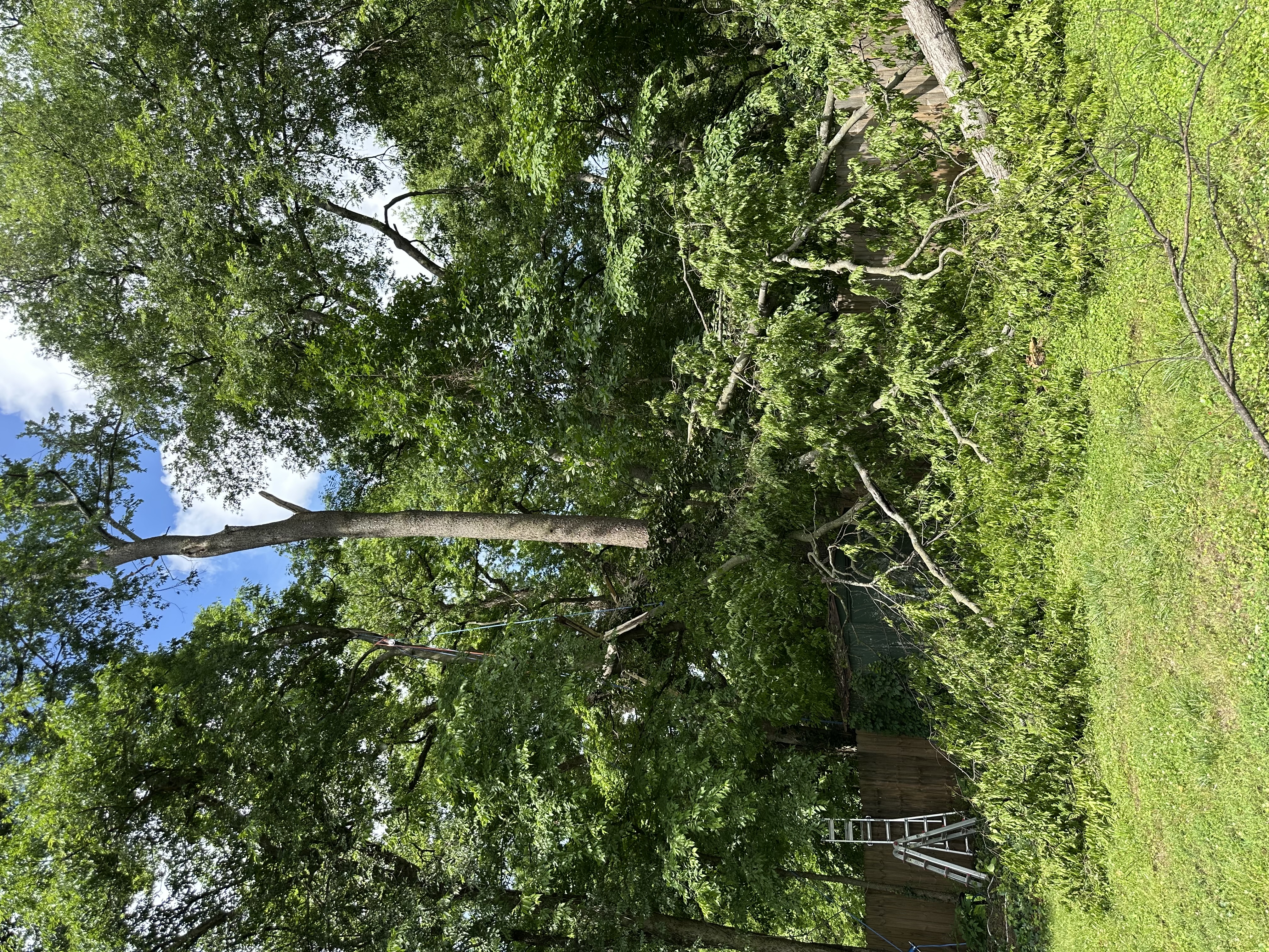 Storm-felled tree collapsed across a residential backyard fence with crew ladder in place
