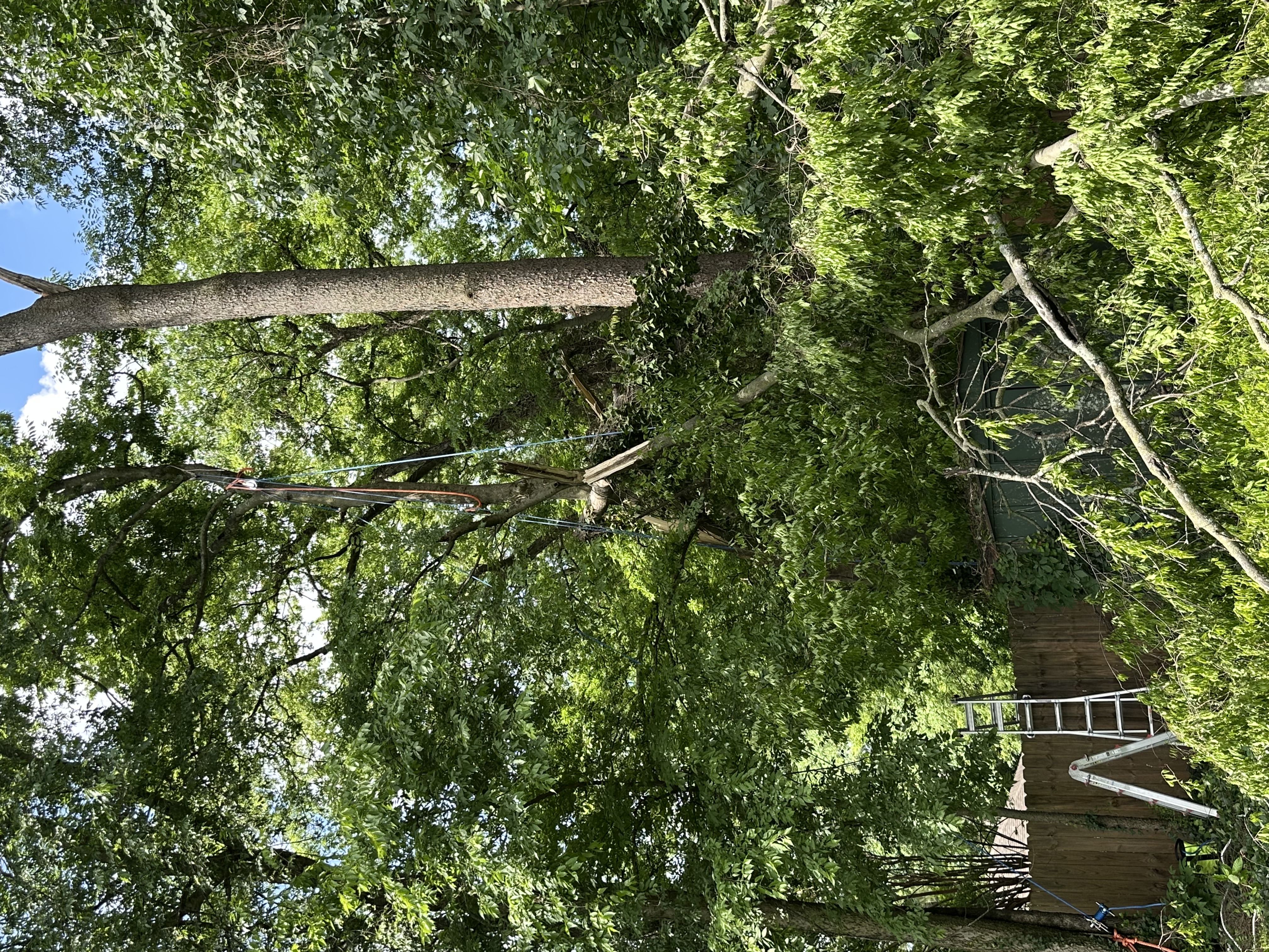 Galliano crew rigging and ladder set up to safely dismantle a large downed tree