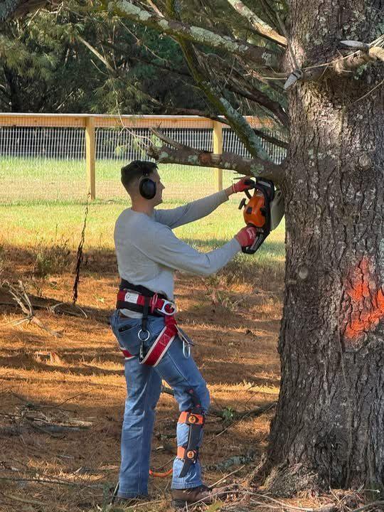 Galliano arborist trimming a tree with full PPE