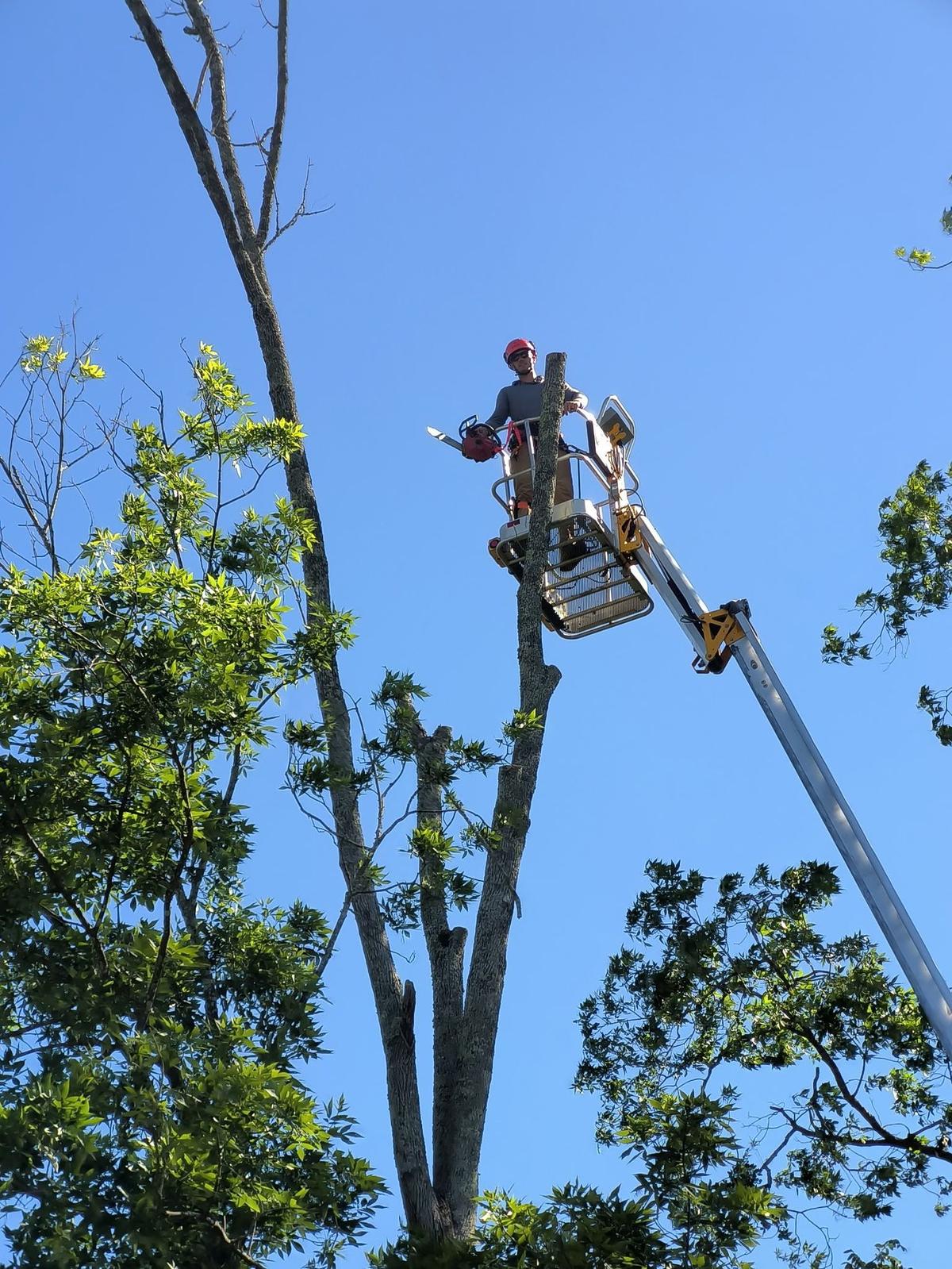 Galliano arborist in a bucket lift removing a dead tree