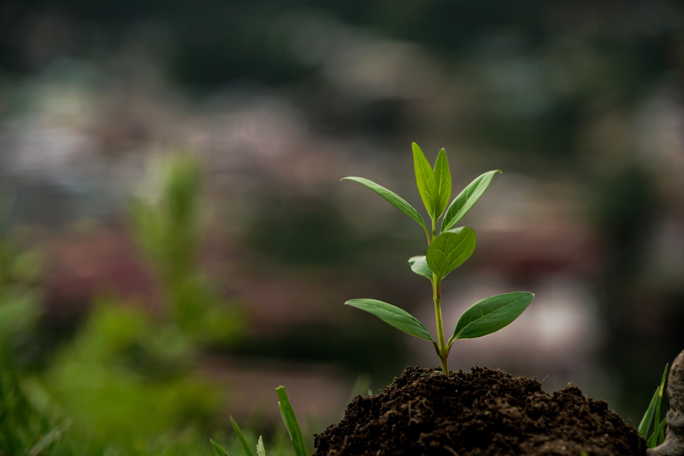 Freshly planted tree sapling in fresh soil